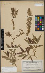 Foto von Salix triandra L. x Salix viminalis L.